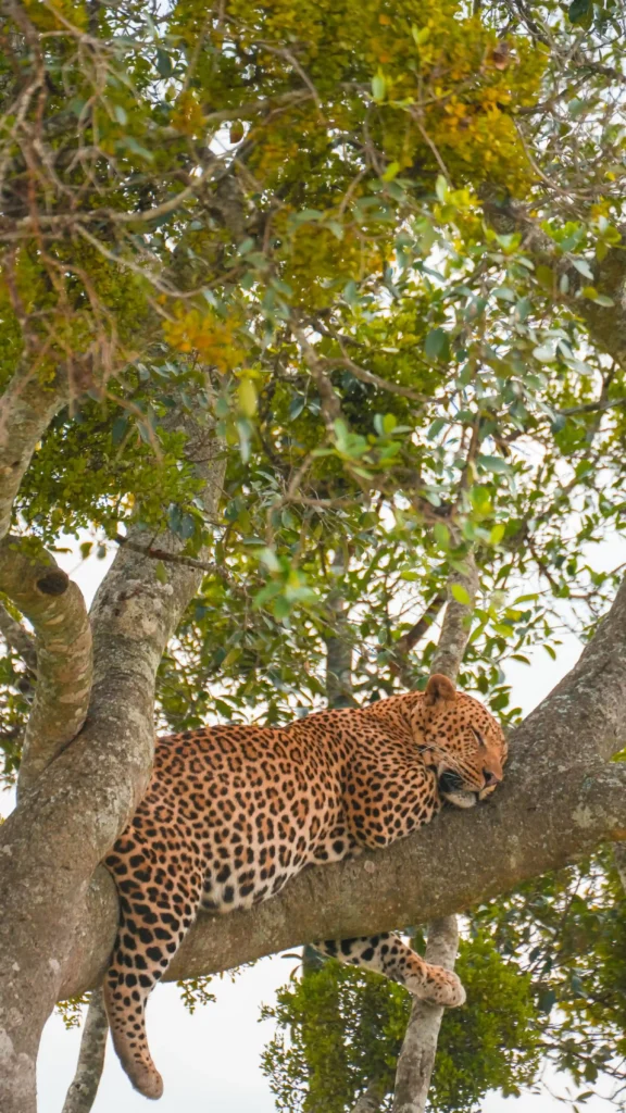 11-Day Luxury Tanzania Honeymoon Safari & Private Island Escape