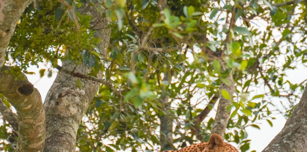 11-Day Luxury Tanzania Honeymoon Safari & Private Island Escape