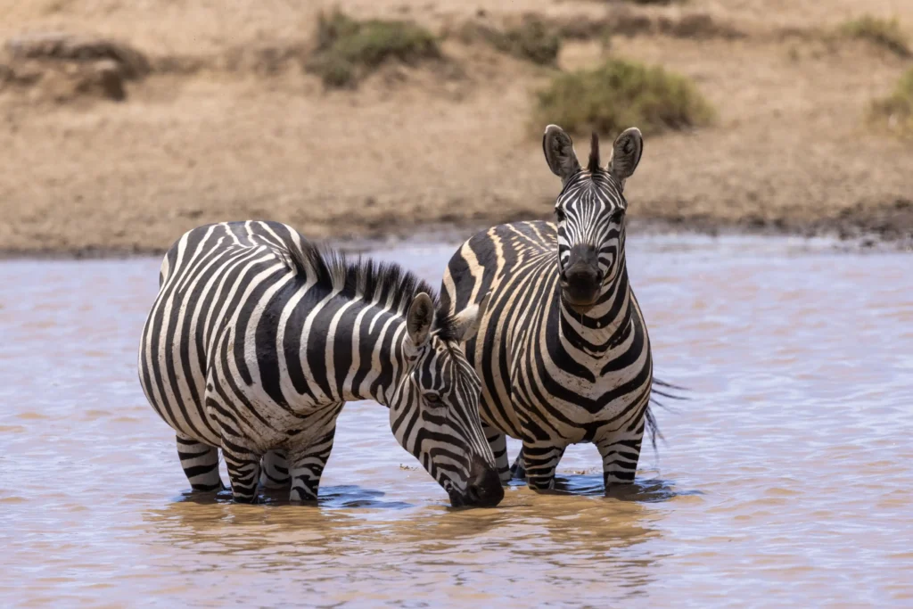 zebras at masai mara national park