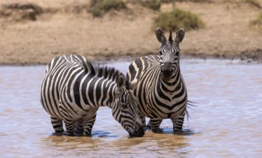 Saruni Basecamp Maasai Mara Wildebeest Migration Safari