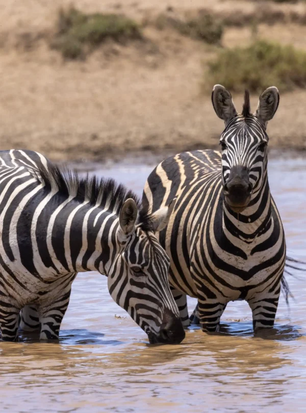 3-Day Fly-In Luxury Safari Escape For Honeymooners