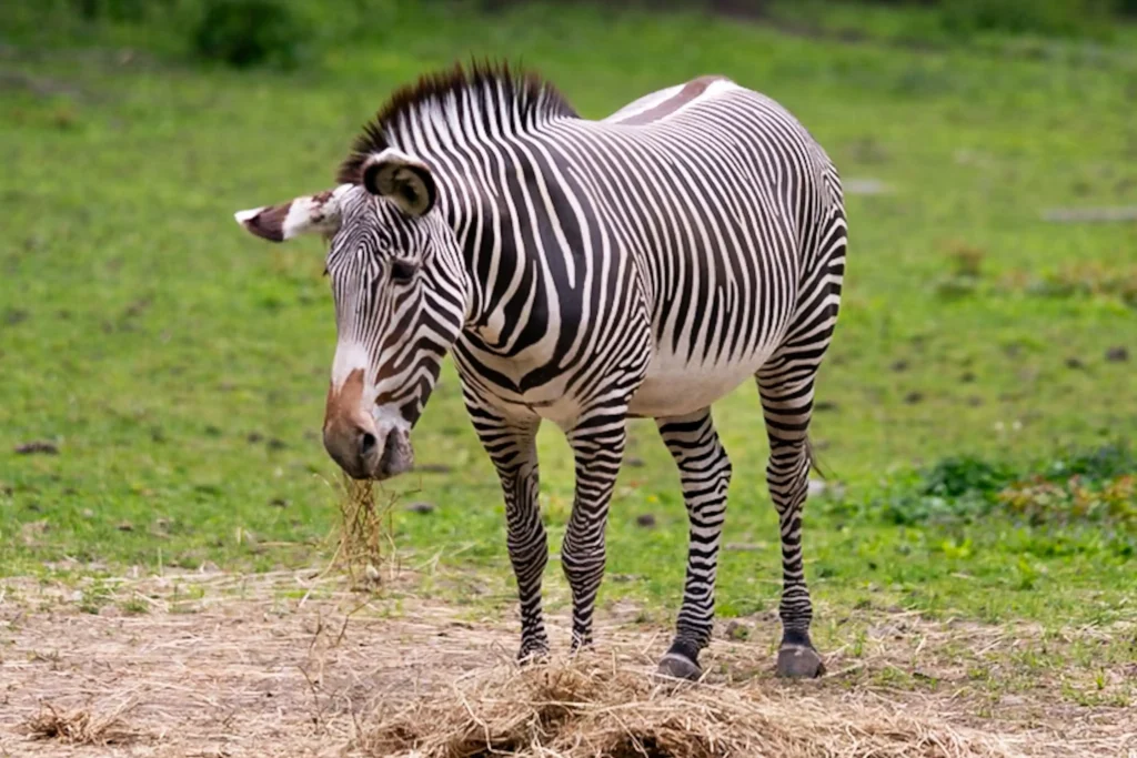 10-Day Kenya Safari: Samburu & Coastal Island Hidden Gem