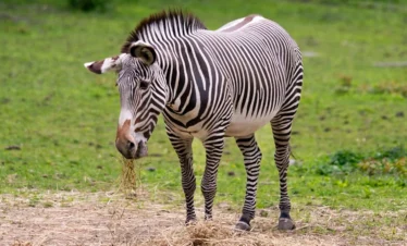 10-Day Kenya Safari: Samburu & Coastal Island Hidden Gem