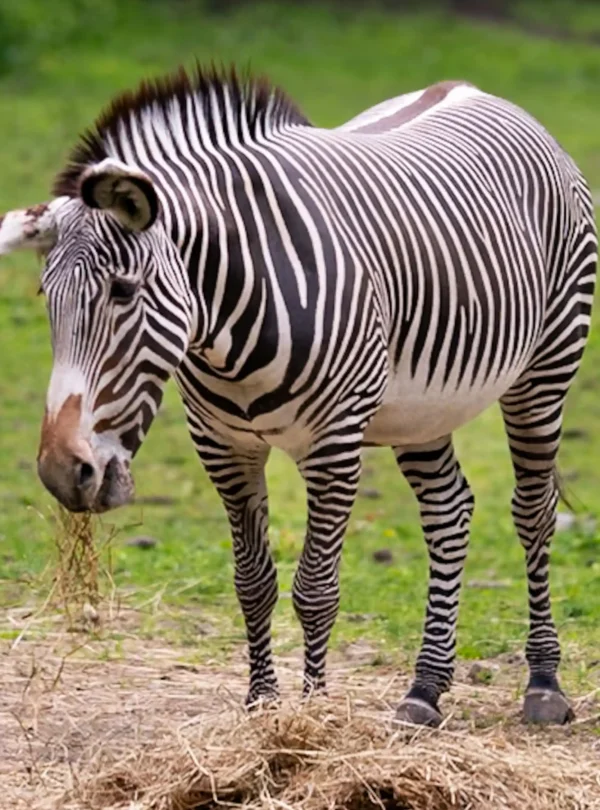 Kenya Luxury Hidden Gem Safari