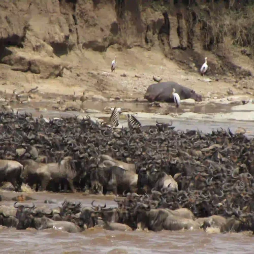 5-Day Masai Mara, Lake Nakuru & Lake Naivasha Luxury Safari