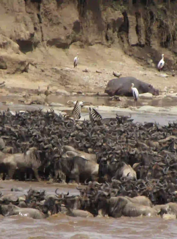 5-Day Masai Mara, Lake Nakuru & Lake Naivasha Luxury Safari