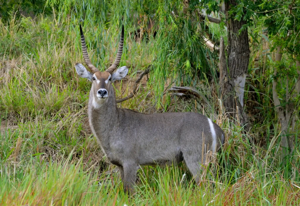gazelle at amboseli national park