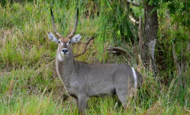 Spectacular 3 Days Amboseli National Park Safari