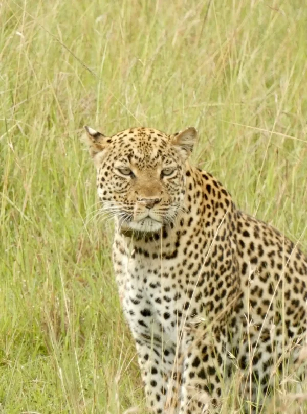 Majestic 3 Days Tsavo East Safari from Nairobi
