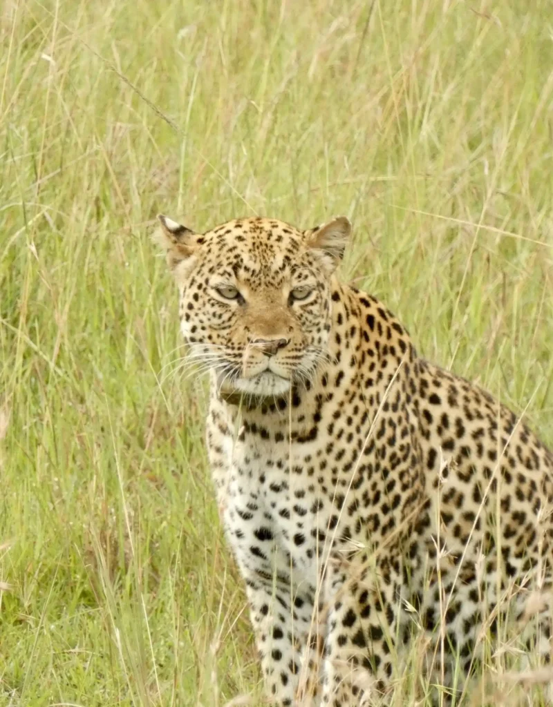 masai mara