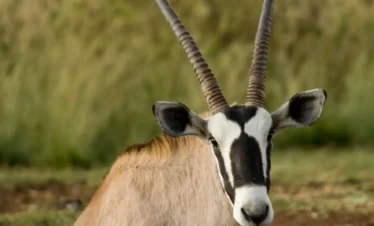 10-Day Kenya Safari: Samburu & Coastal Island Hidden Gem