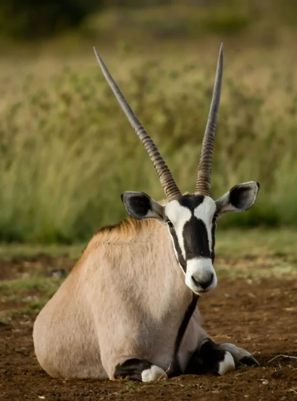 Romantic Tanzania Migration Safari