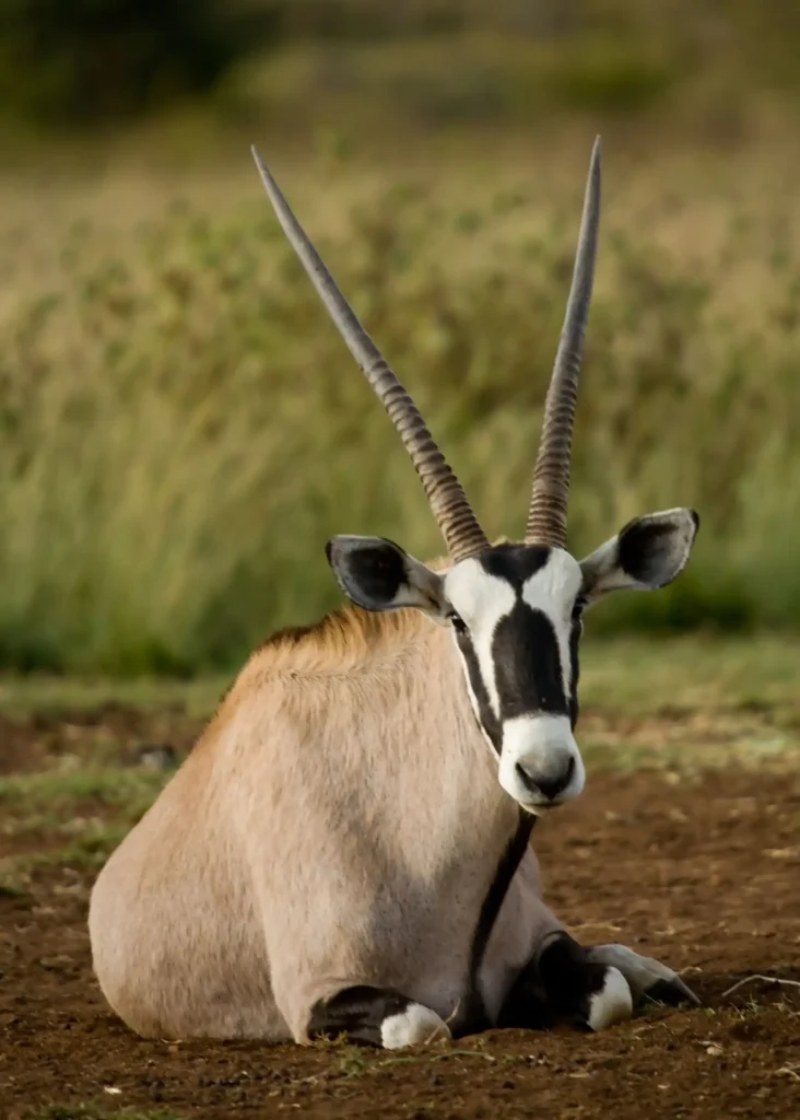 10-Day Kenya Safari: Samburu & Coastal Island Hidden Gem