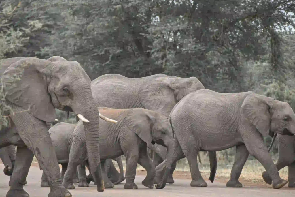 Tanzania Great Migration luxury safari