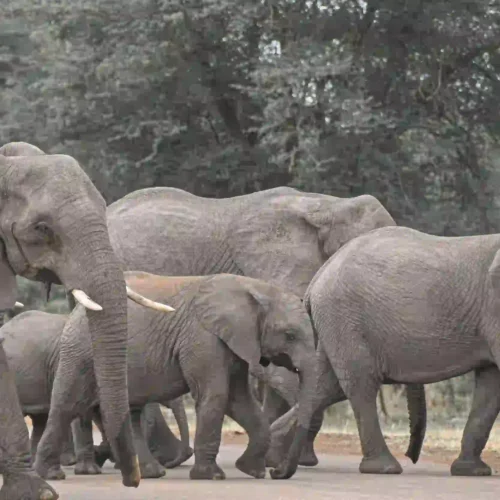 Tanzania Great Migration luxury safari