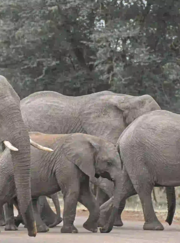 Purpose-Driven Wildlife Adventure