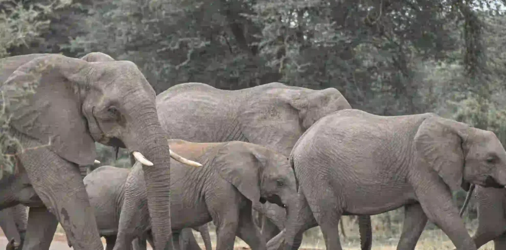 Tanzania Great Migration luxury safari