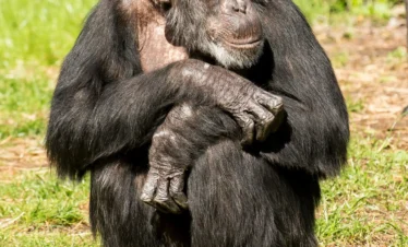 Chimpanzee at Ol-Pajeta Conservancy