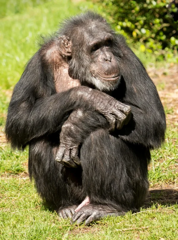 Sustainable 3-Day Ol Pejeta Conservancy