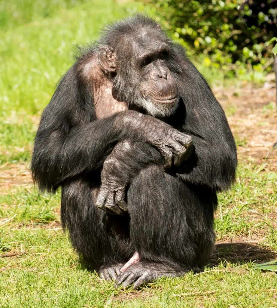 Chimpanzee at Ol-Pajeta Conservancy