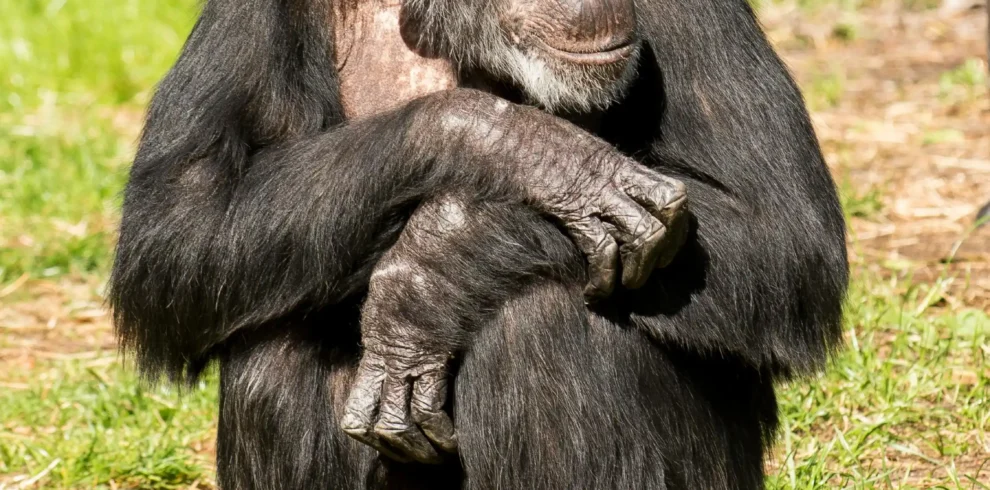 Chimpanzee at Ol-Pajeta Conservancy