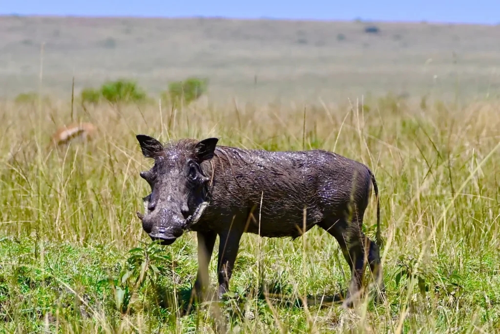 4 day fly-in luxury safari kenya? lake nakuru and Amboseli