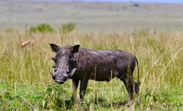 4 day fly-in luxury safari kenya? lake nakuru and Amboseli