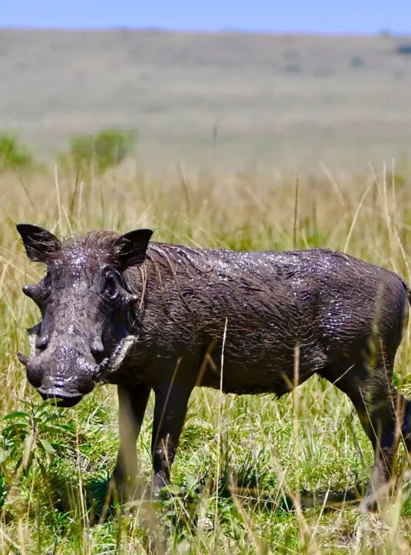 warthog in masai mara national reserve