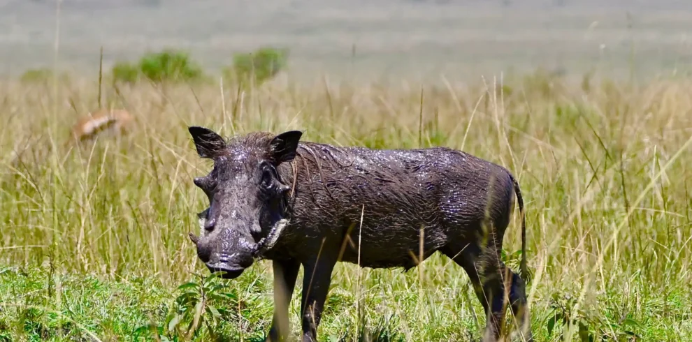 4 day fly-in luxury safari kenya? lake nakuru and Amboseli