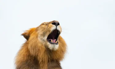 Luxury Tanzania Migration Safari 2026