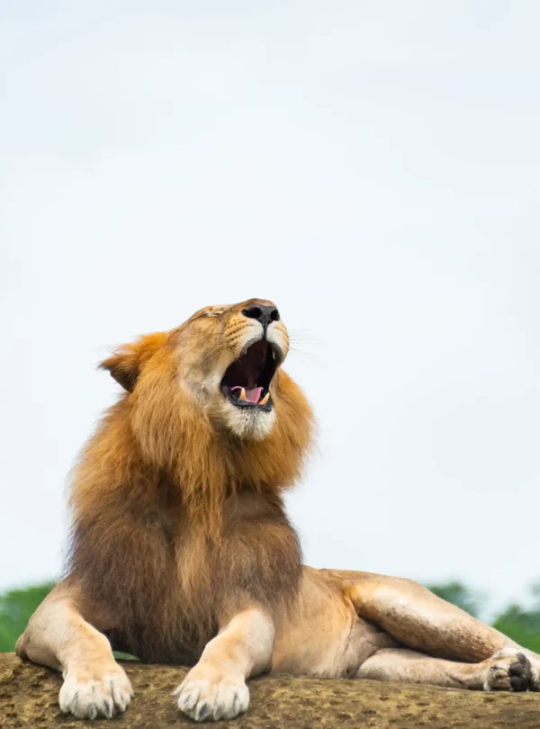 lion at masai mara lion