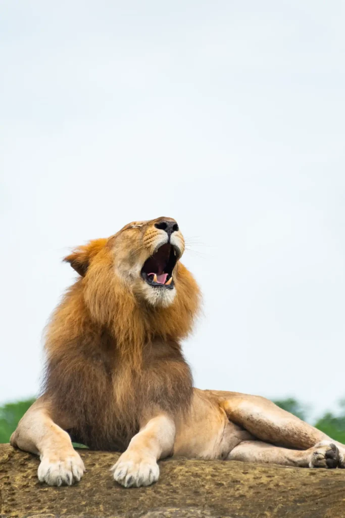 lion at masai mara lion