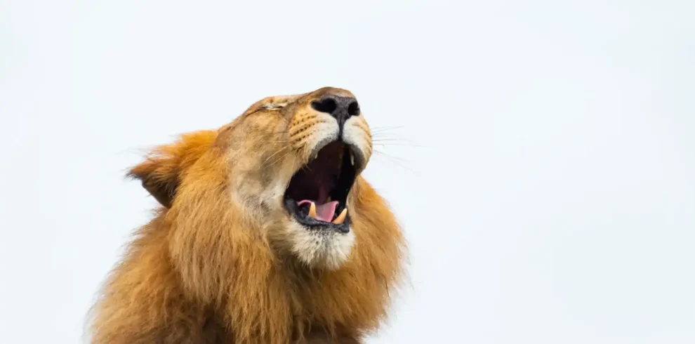 3-Day Luxury Safari in the Heart of the Maasai Mara From Nairobi