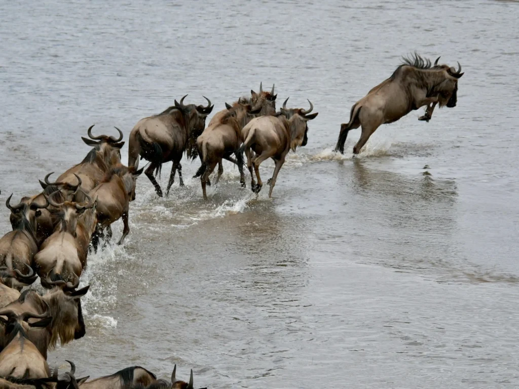 masai mara wildebeest migration