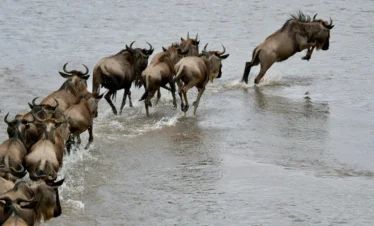 masai mara wildebeest migration