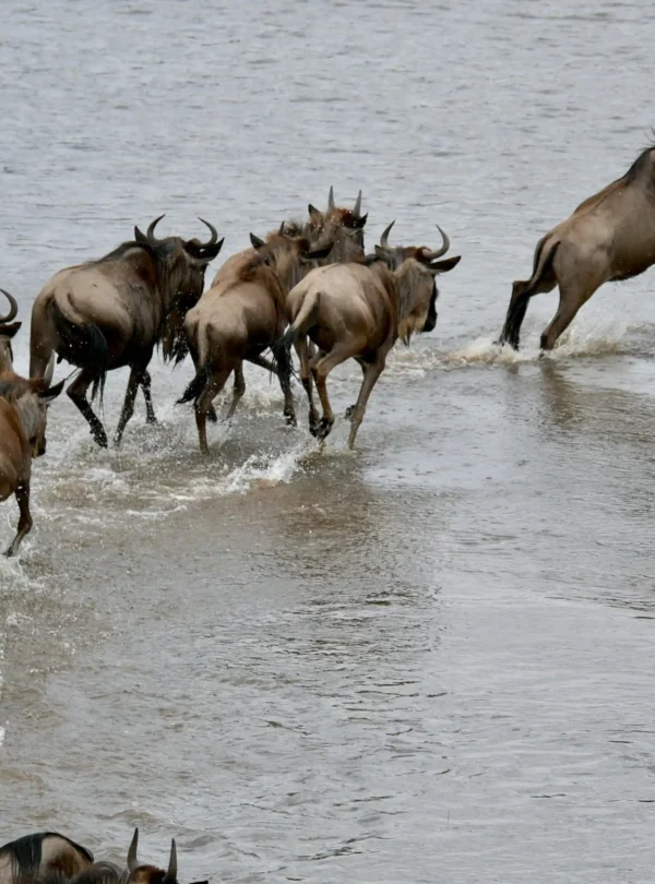 masai mara wildebeest migration