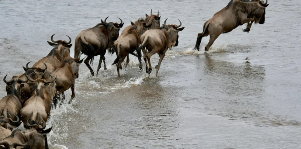 masai mara wildebeest migration