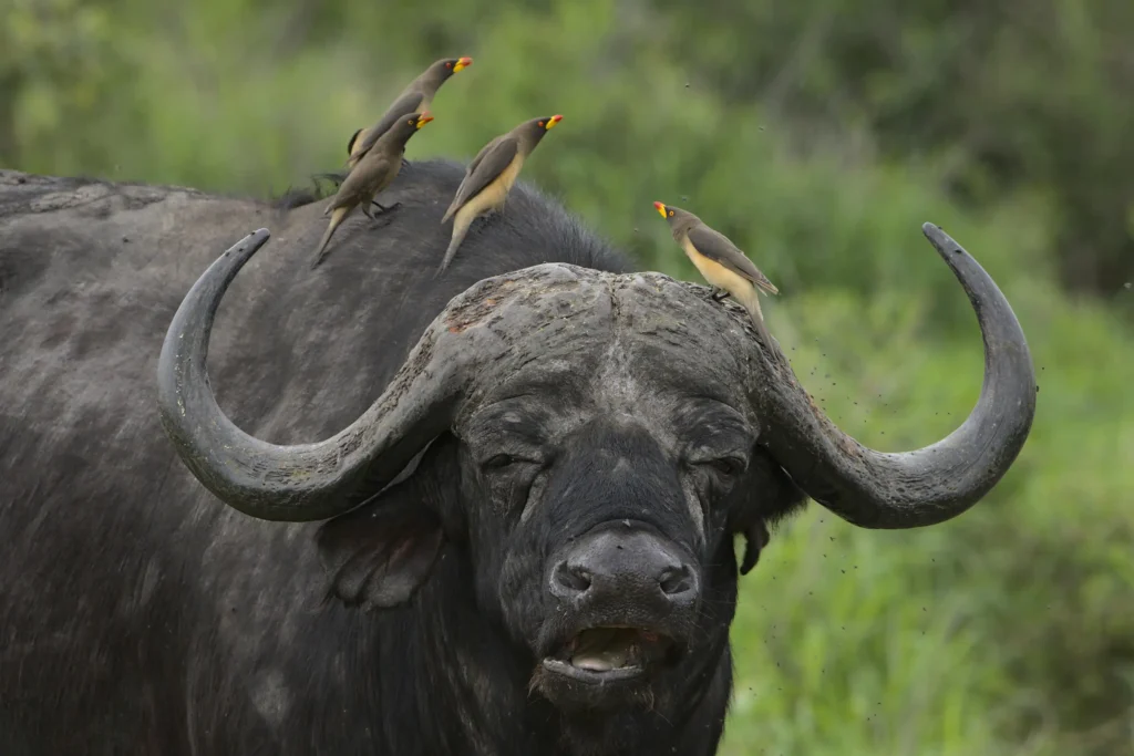 bufallo at nairobi national park