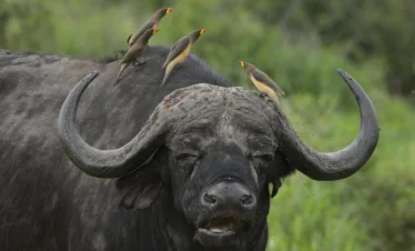 bufallo at masai mara national park