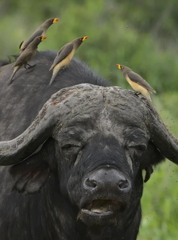 bufallo at masai mara national park