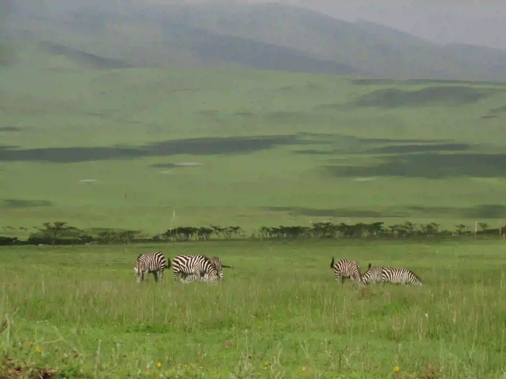 Luxury Tanzania Safari And Beach Holiday