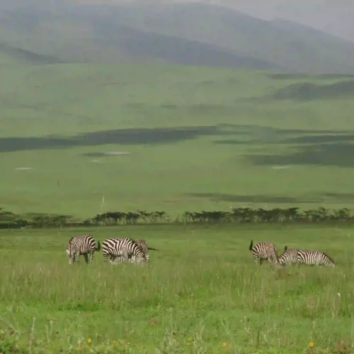 Luxury Tanzania Safari & Zanzibar Beach Holiday