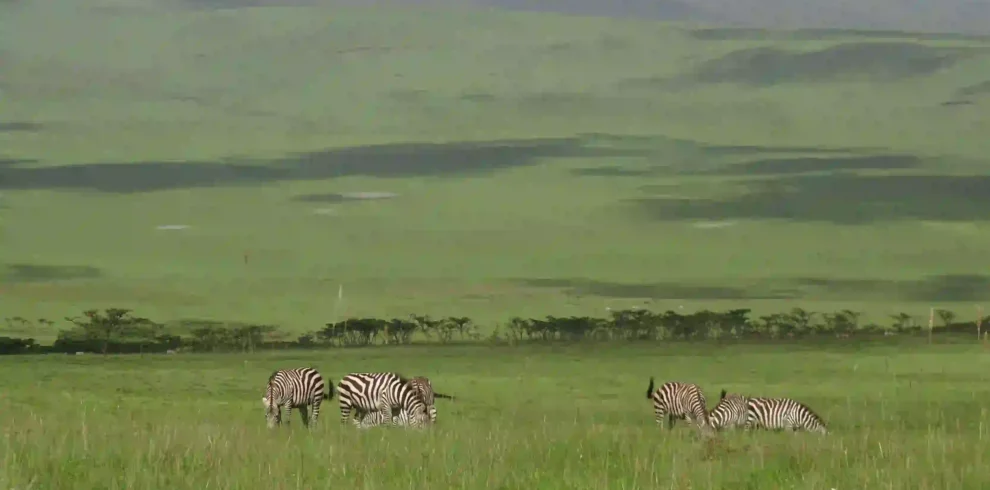 10-Day Luxury Great Migration Safari Kenya & Tanzania