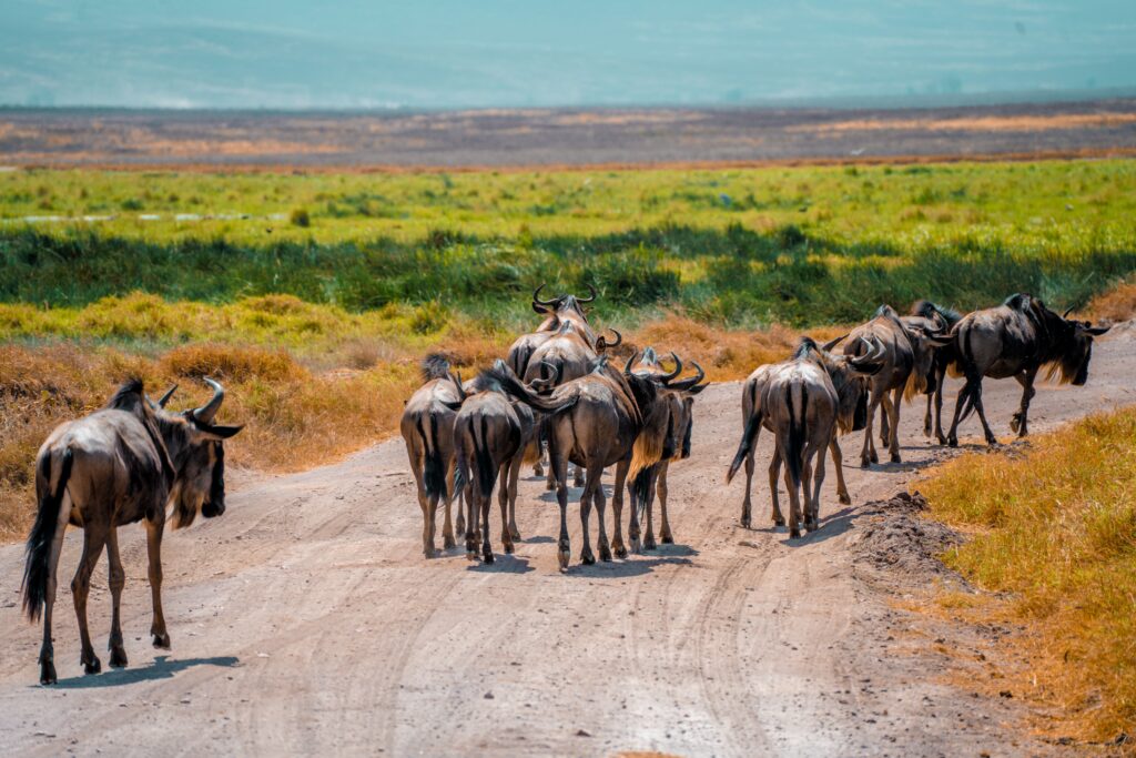 12-Day Luxury Kenya & Tanzania Safari Adventure