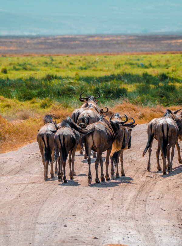 12-Day Luxury Kenya & Tanzania Safari Adventure