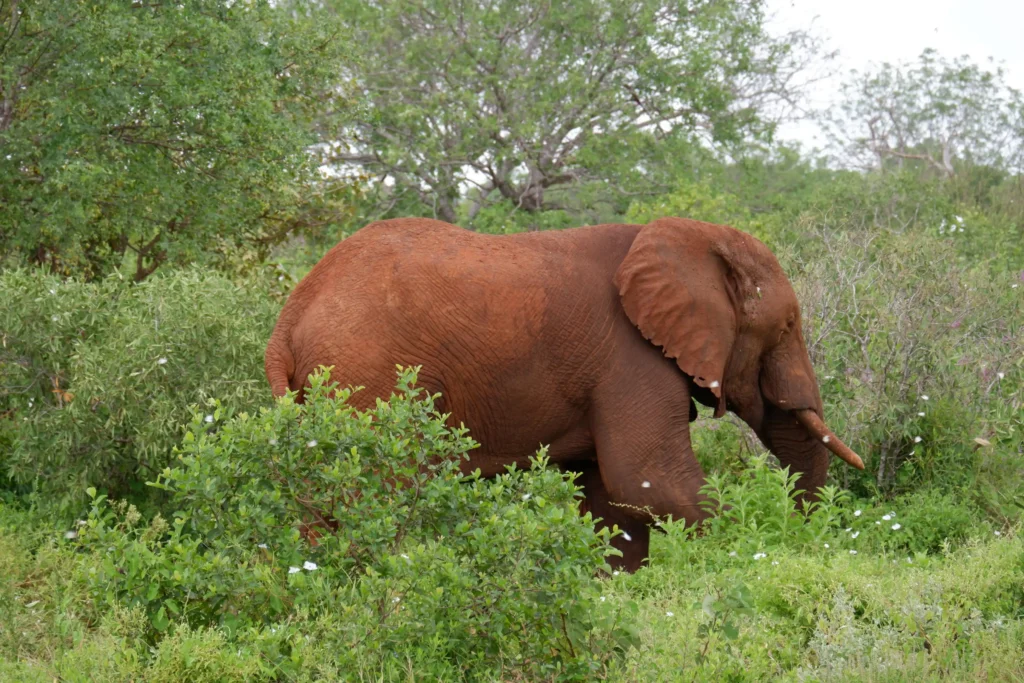 red elephant wandering through the green bushes of Tsavo West national park