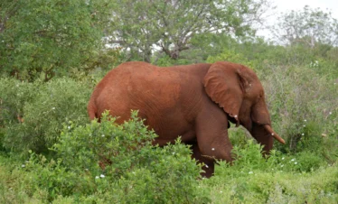 red elephant wandering through the green bushes of Tsavo West national park
