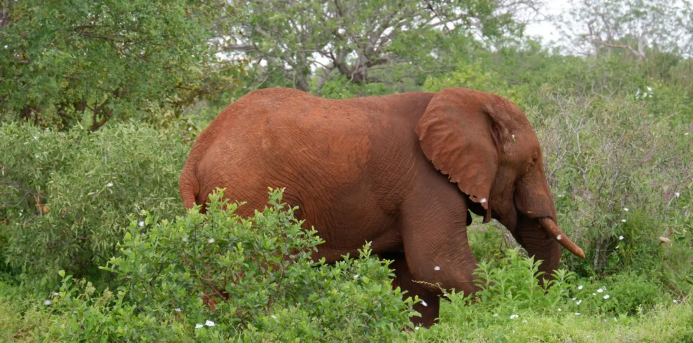 red elephant wandering through the green bushes of Tsavo West national park