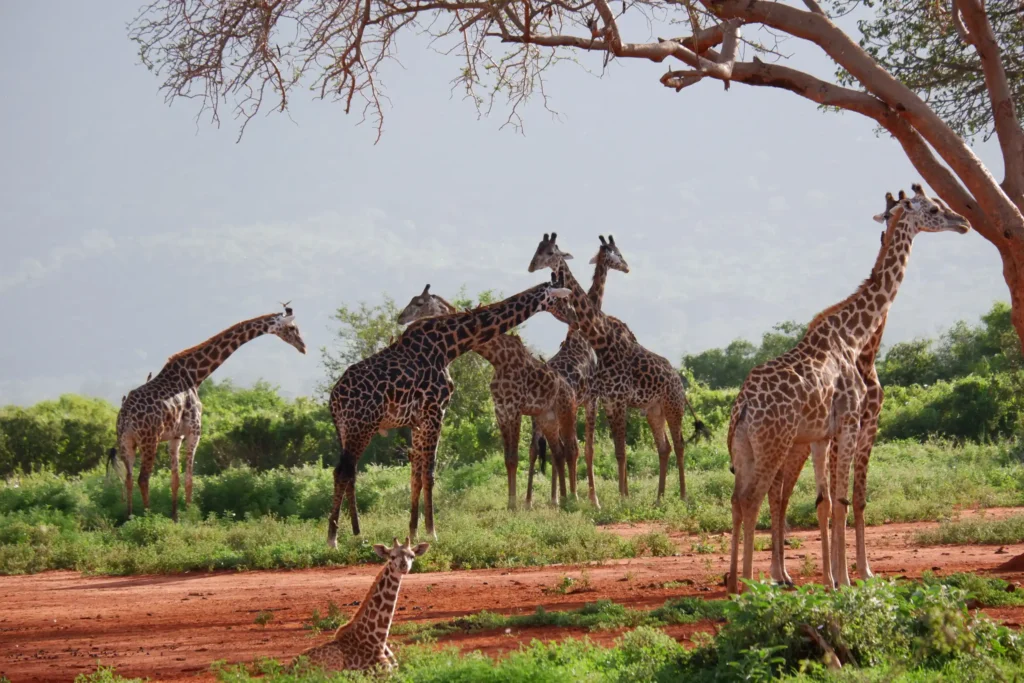 Unforgettable 11-Day Tanzania Migration Safari & Zanzibar Beach Holiday
