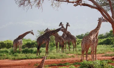 Unforgettable 11-Day Tanzania Migration Safari & Zanzibar Beach Holiday